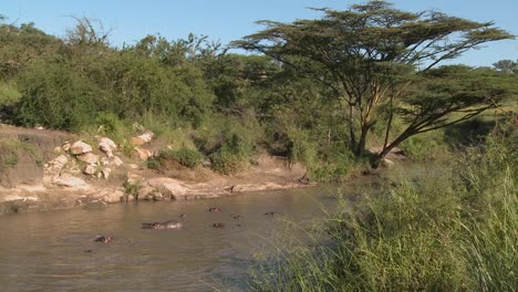 a wide shot of a river in africa filled with hippos
