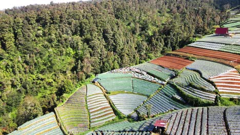 aerial view of farmers are working to harvest vegetables on the agricultural field - mount sumbing, indonesia