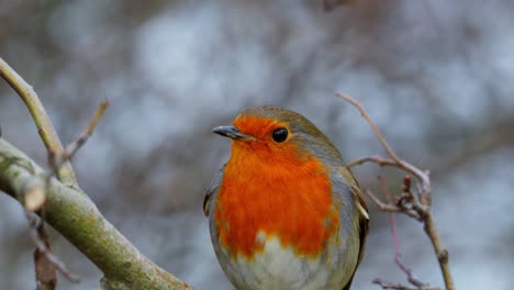 wild robin redbreast sitting on a branch in winter