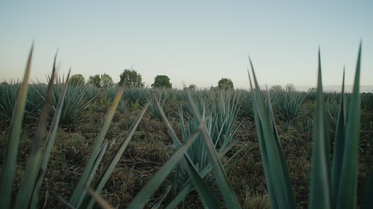 mirando hacia arriba sobre las hojas de una planta de agave en un campo de agave en méxico