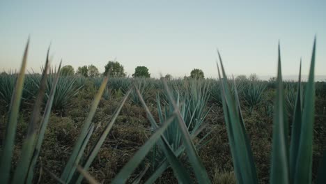 looking-up-over-the-leaves-of-an-agave-plant-in-an-agave-field-in-mexico