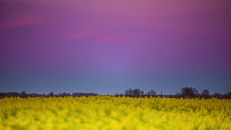 Tiro-De-Lapso-De-Tiempo-De-La-Luna-Llena-Que-Se-Eleva-En-El-Cielo-Púrpura-Sobre-El-Lecho-De-Flores-Amarillo-En-La-Naturaleza-Por-La-Noche---Espectacular-Escena-Nocturna-En-Movimiento