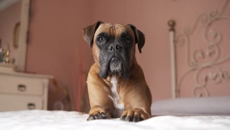 cute boxer dog lying on belly over bed in cozy room