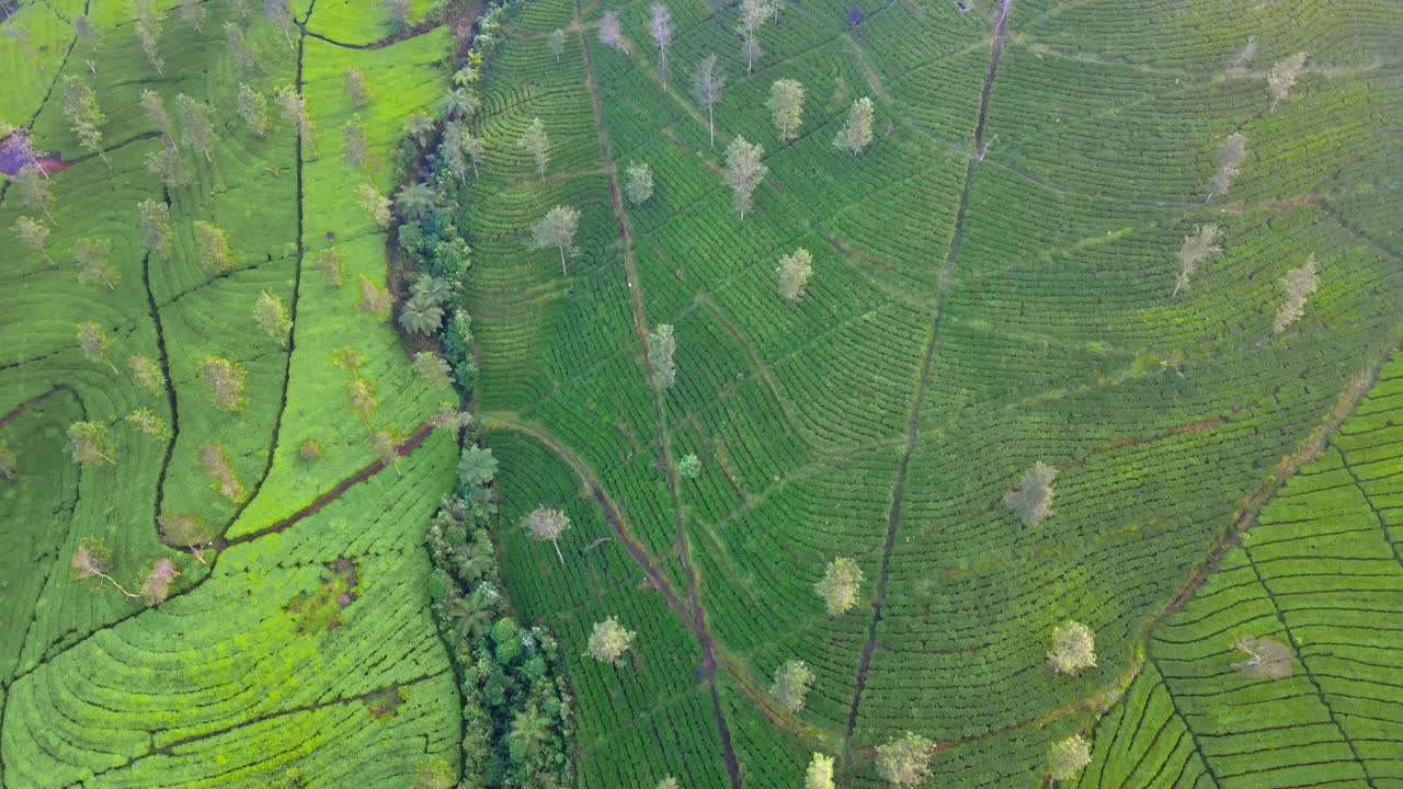 imágenes de un avión no tripulado sobre una plantación de té verde en la colina