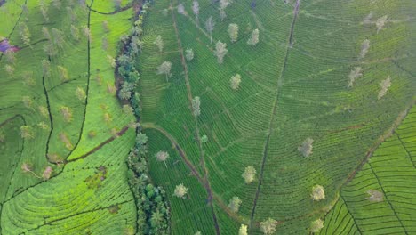 Aufnahmen-Von-Einer-Drohne-über-Einer-Grünteeplantage-Auf-Dem-Hügel