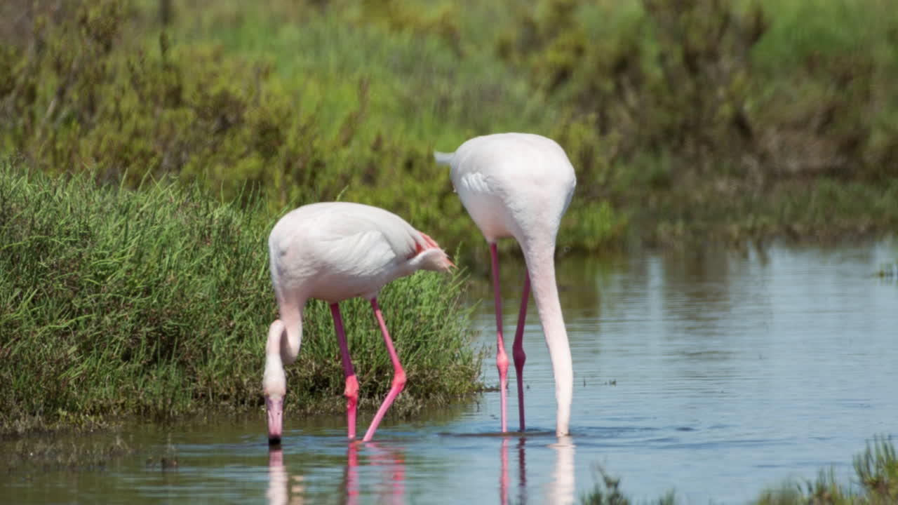 flamencos carmargue 22