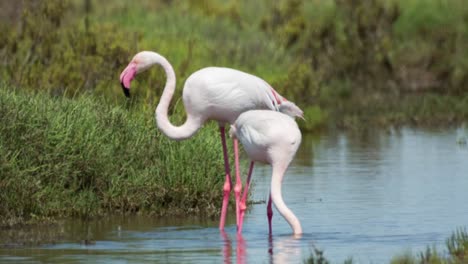 flamencos carmargue 22