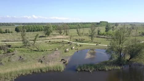 Vista-Aérea-De-Caballos-Konik-Salvajes-En-El-Parque-Nacional-Oostvaarders-Plassen,-Flevoland,-Países-Bajos