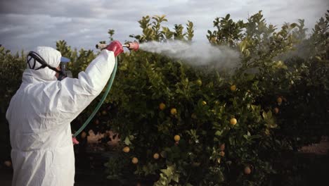 farmer spray insecticide, pesticide, pesticides or insecticides spraying on lemon trees agricultural field in spain