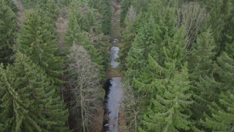 aerial bird's eye view of a stream flowing through a forest