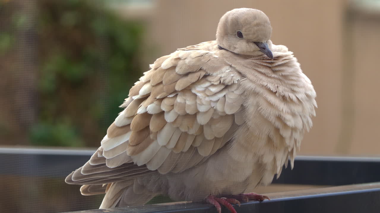 Close up of a fluffy dove sitting on a grey railing with a blurred background