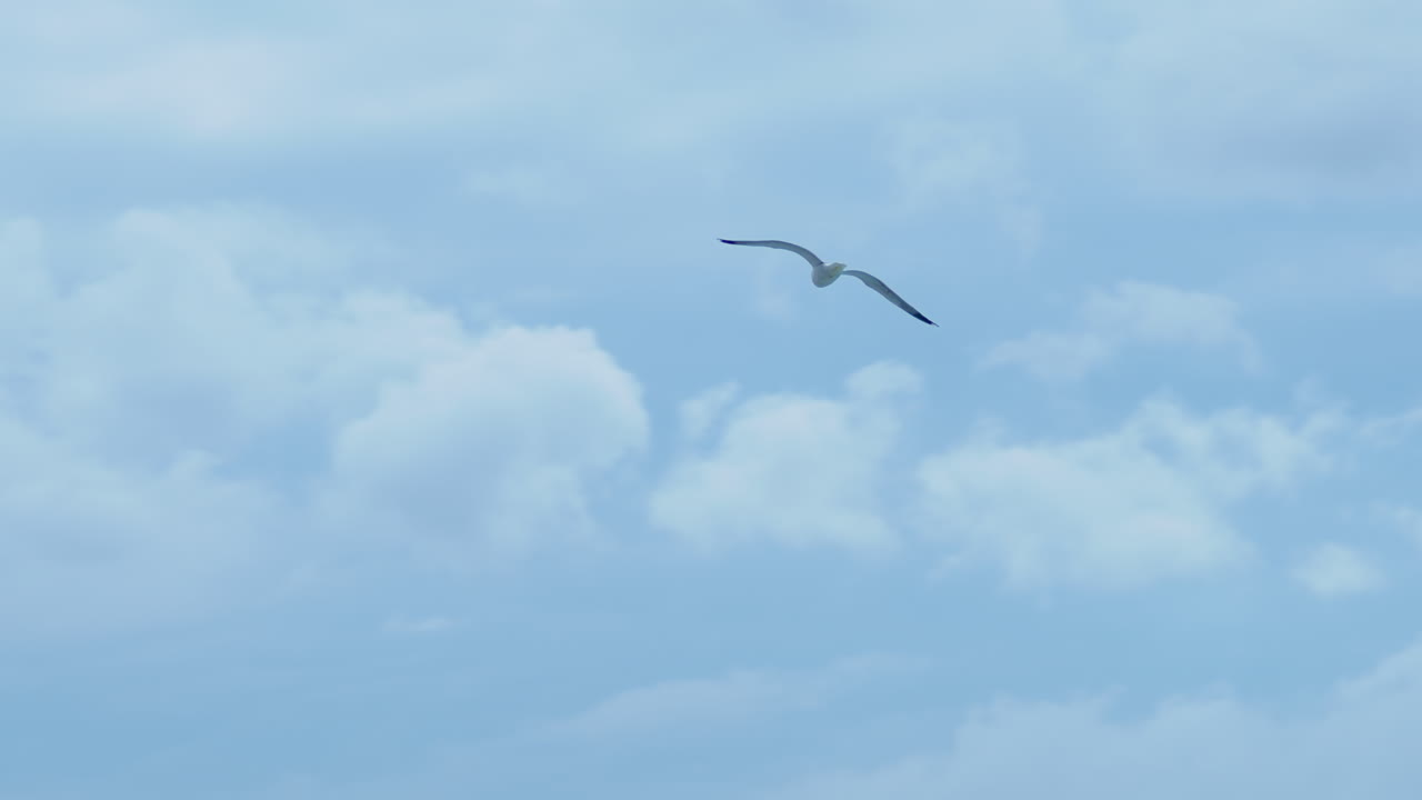 흐린 폭풍우 치는 날씨에 강한 바람을 헤치고 날아가는 갈매기들