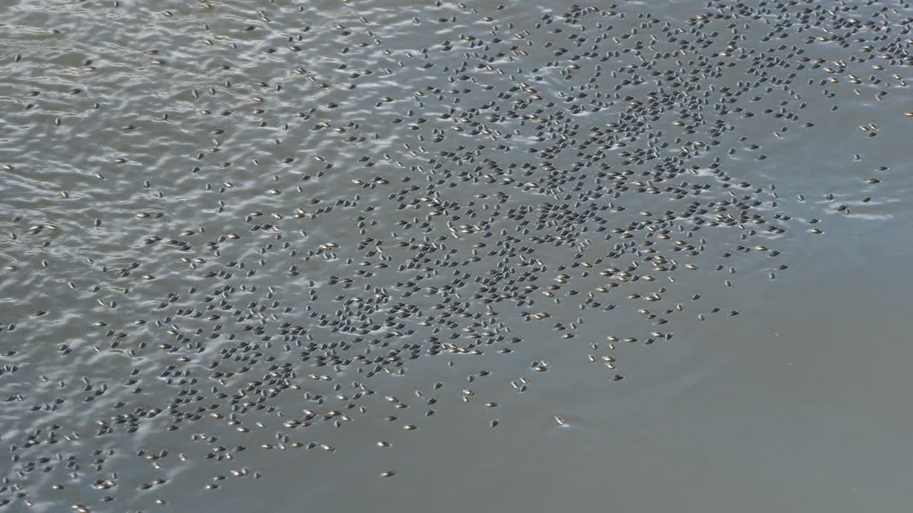 Giri che nuotano sulla superficie dell'acqua creando un disegno astratto in movimento