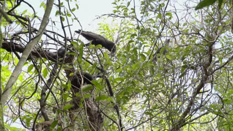 A-group-of-Kakas-in-a-tree-in-Zealandia,-Wellington,-NZ