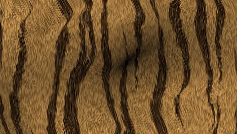 tiger fur 4k animated texture loop.