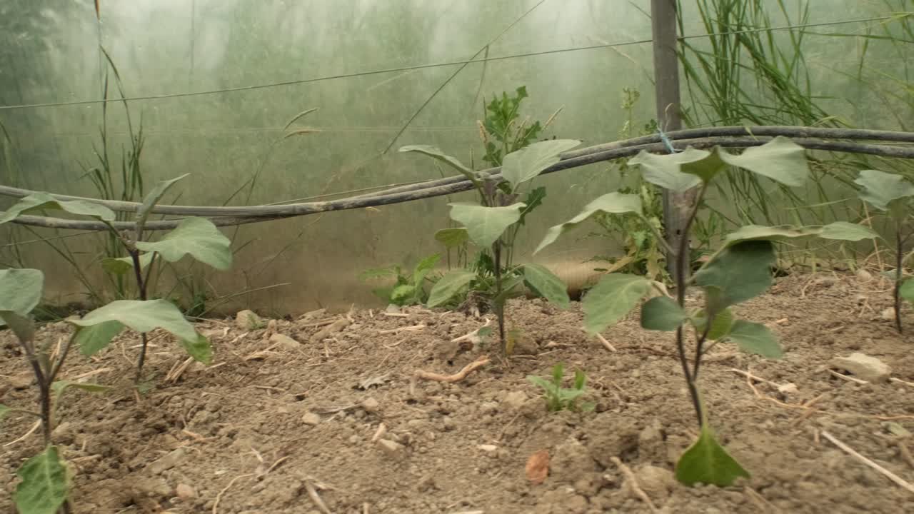 pequeña planta de berenjena con flor violeta dentro de un invernadero, agricultura ecológica moderna