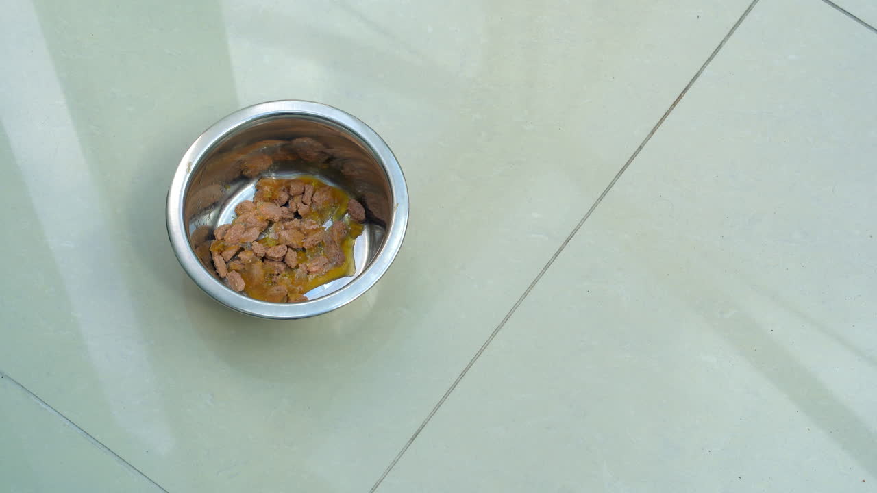 Dog Eating Food from Bowl