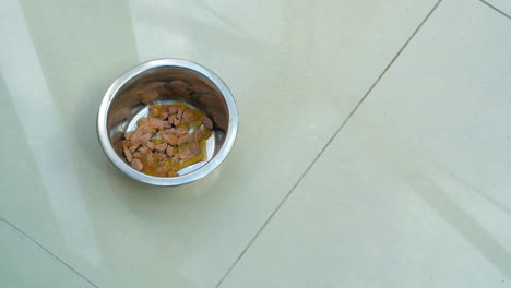 dog eating food from bowl