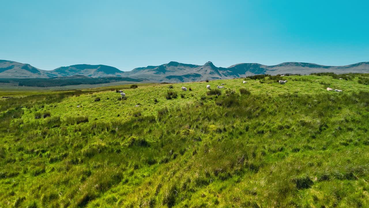 Paesaggio pittoresco con pecore al pascolo in un campo verde