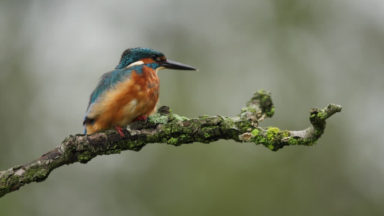 Adorable colorful bright kingfisher with blue feathers sitting on a thin branch takes flight in nature