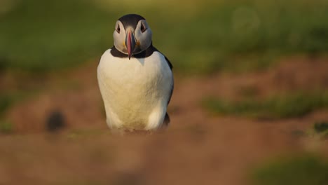 low angle show of puffin walking, slow motion atalantic puffin bird behavior walking on ground on skomer island, uk birds and wildlife
