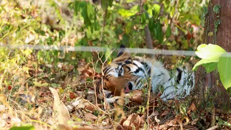 a tiger relaxes amidst lush greenery and trees