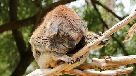 sleeping koala in its habitat in warnambool wildlife encounter. visitors can get up close to the wildlife, many of which are unique to australia.