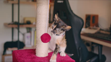 Calico-Kätzchen-Spielt-Mit-Ihrem-Kratzbaum,-Weichem-Ball,-Mittlere-Aufnahme