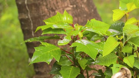 raindrops falling on green leaf of plant, slow motion