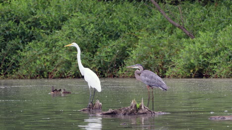 Una-Garza-Gris-Saliendo-Del-Agua-De-Un-Lago-Hasta-Una-Parada-De-árbol-Muerto-Con-Una-Garceta