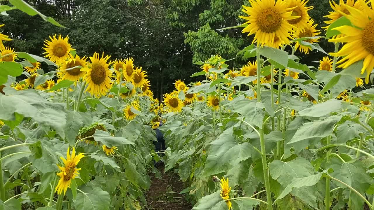 Sunflower field in the province of Alajuela in Costa Rica 6