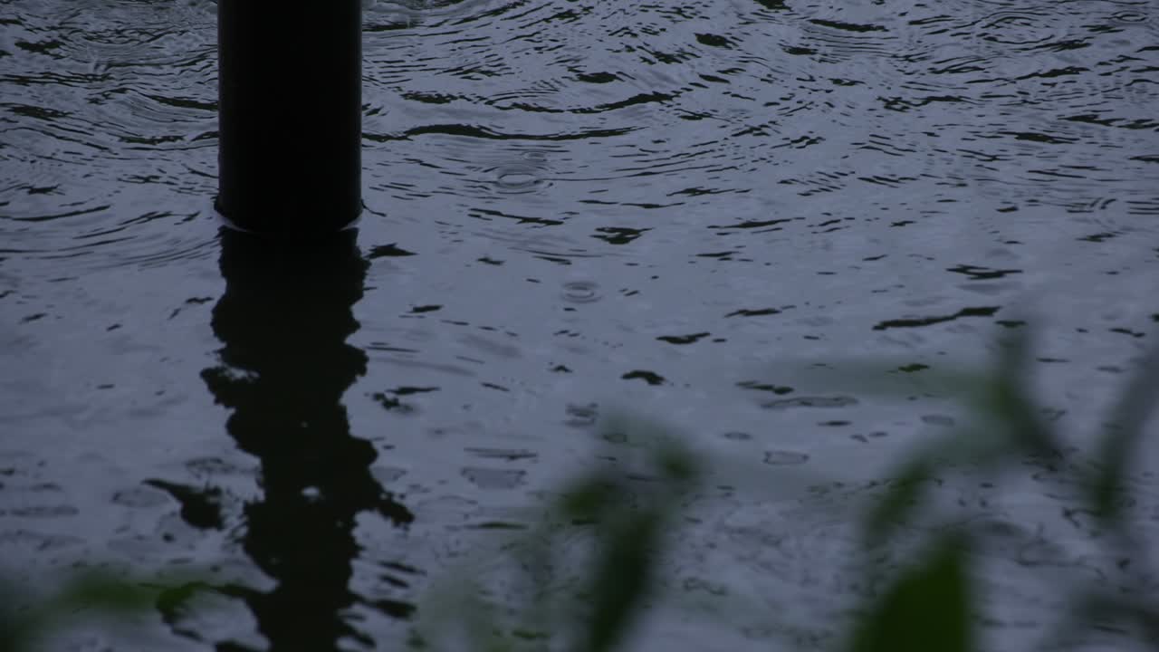 방울의 느린 움직임과 물 근처의 초록색 잎, 연못, 비가 오는 날