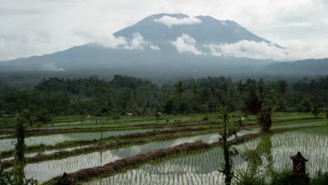 volcanic mountain view over lush terraced rice paddies