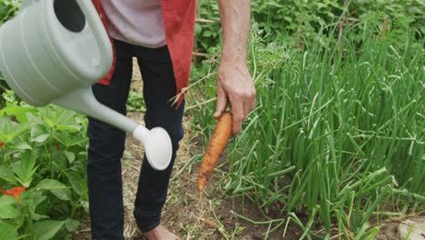 senior caucasian man watering carrot and working alone in garden