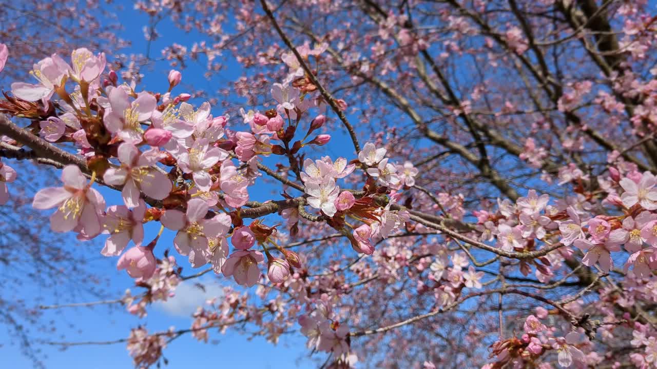 Pink cherry blossom tree flowers swaying in wind against blue sky in spring