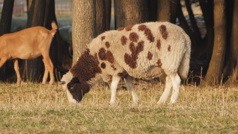 ovejas manchadas pastando en un campo