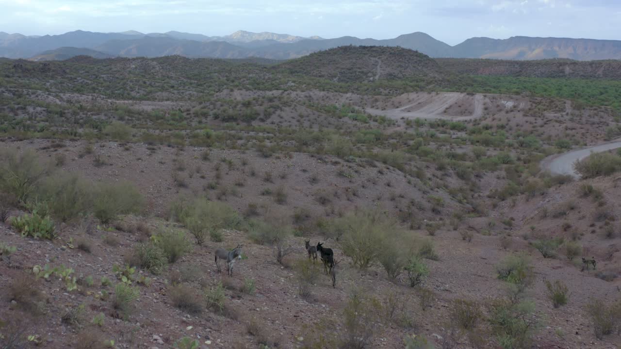 burros salvajes trotando por el valle del desierto