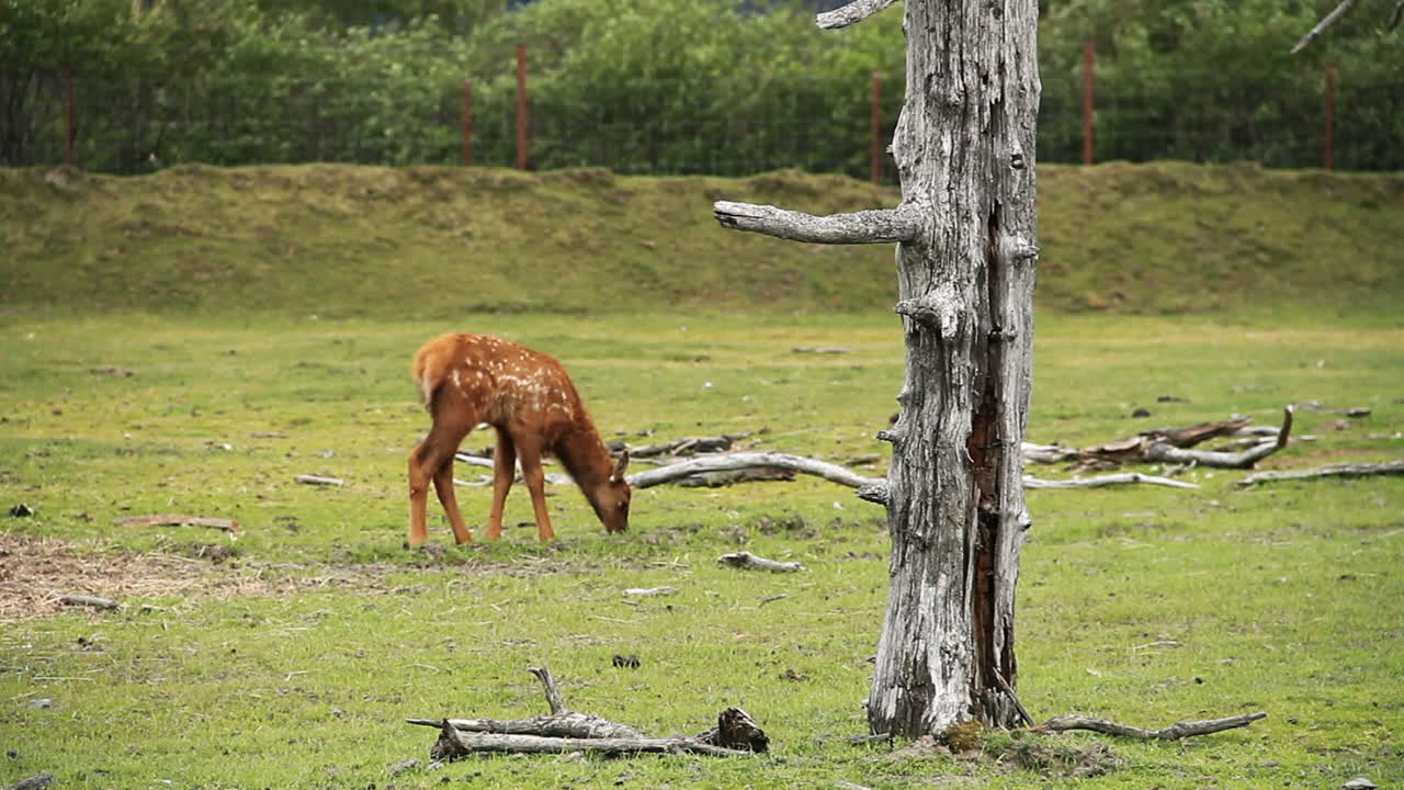 alce bebé camina y come hierba cerca de un árbol muerto
