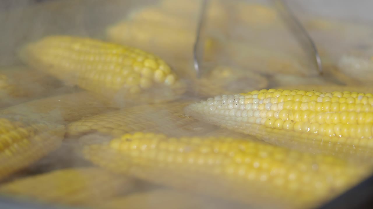 Boiling Fresh Corn on the Cob in Steaming Water