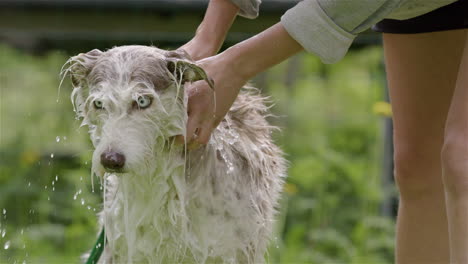 Baño-De-Perros---Mezcla-De-Husky-Y-Collie-Lame-La-Cara-Mientras-Se-Frota,-Frente-A-Cámara-Lenta