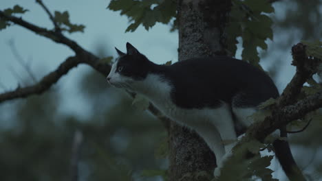black and white tuxedo cat in tree hunting