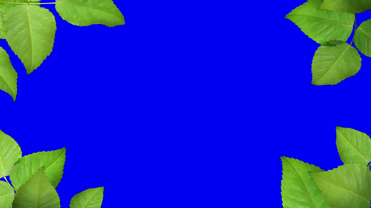 decoración de primavera de hojas en flor con máscara de canal alfa mate separada en 4k