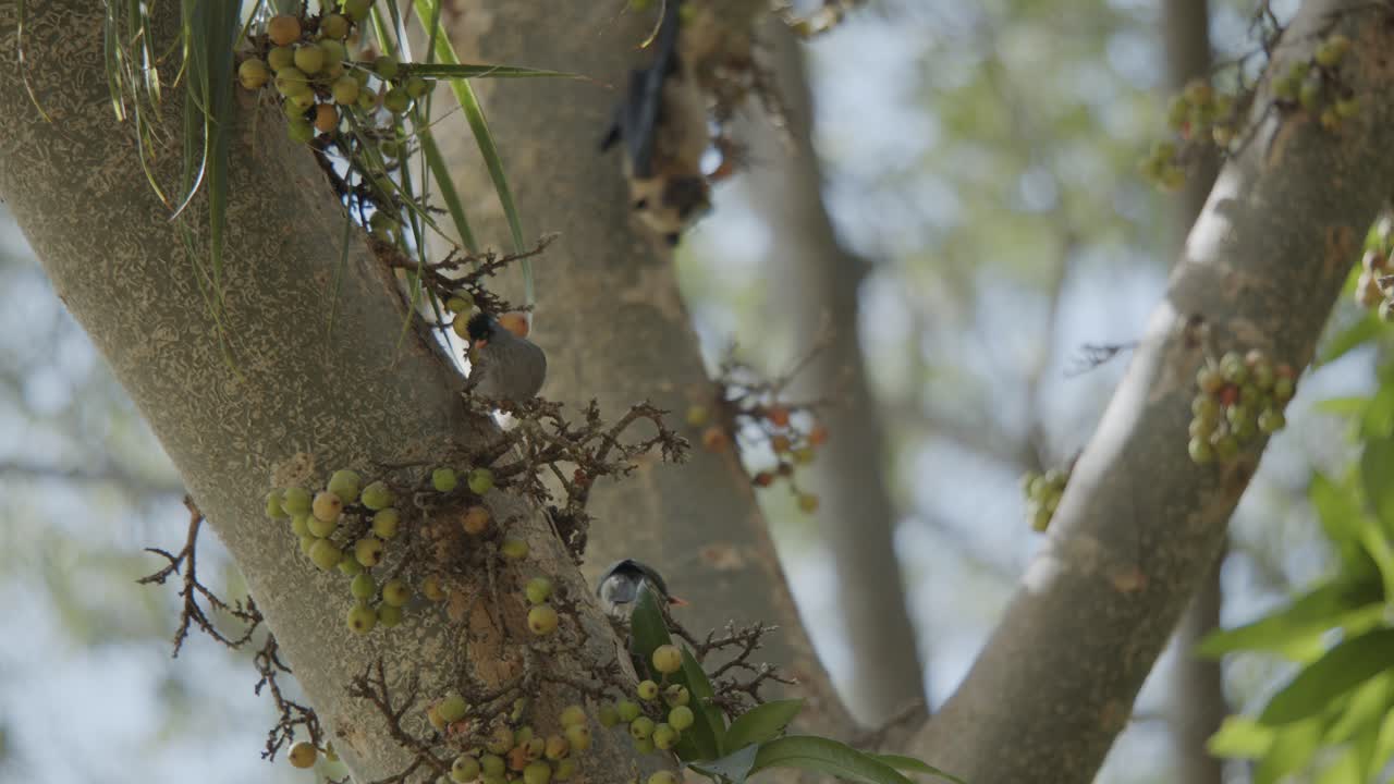 박쥐 옆 무화과나무 위에서 춤을 추는 검은얼굴 뻐꾸기