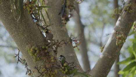 cuckooshrike de cara negra bailando en una higuera junto a murciélagos