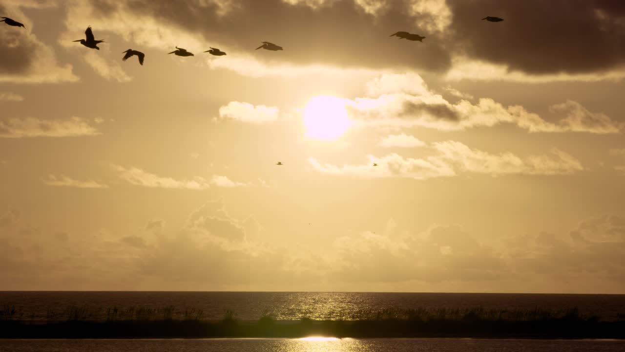 펠리칸 실루엣이 날아다니는 따뜻하고 열대 해변 바다 일몰