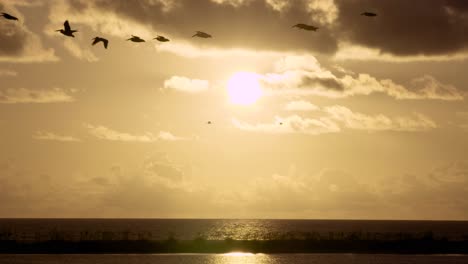 puesta de sol cálida y tropical en la playa con bandada de siluetas de pelícanos volando