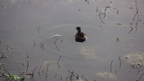 Vea-A-Un-Patito-Cerca-De-La-Orilla-De-Un-Lago-En-Un-Lago-Con-Fondo-De-Hierba-Verde-I-Un-Patito-En-El-Lago-Almacen-De-Video