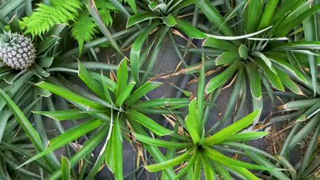 una vista de cerca de una piña creciendo en medio de exuberantes plantas verdes. la escena tropical captura el crecimiento vibrante de la naturaleza, mostrando la belleza de los productos frescos en su entorno natural.