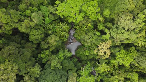 una densa selva tropical revela un secreto escondido agujero de natación natural rodeado de exuberantes plantas tropicales