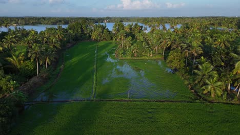 aerial view of tropical rice paddy fields and lake